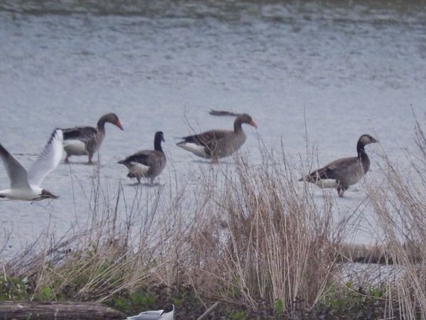 Graylag x Barnacle Goose (hybrid) - ML471984191