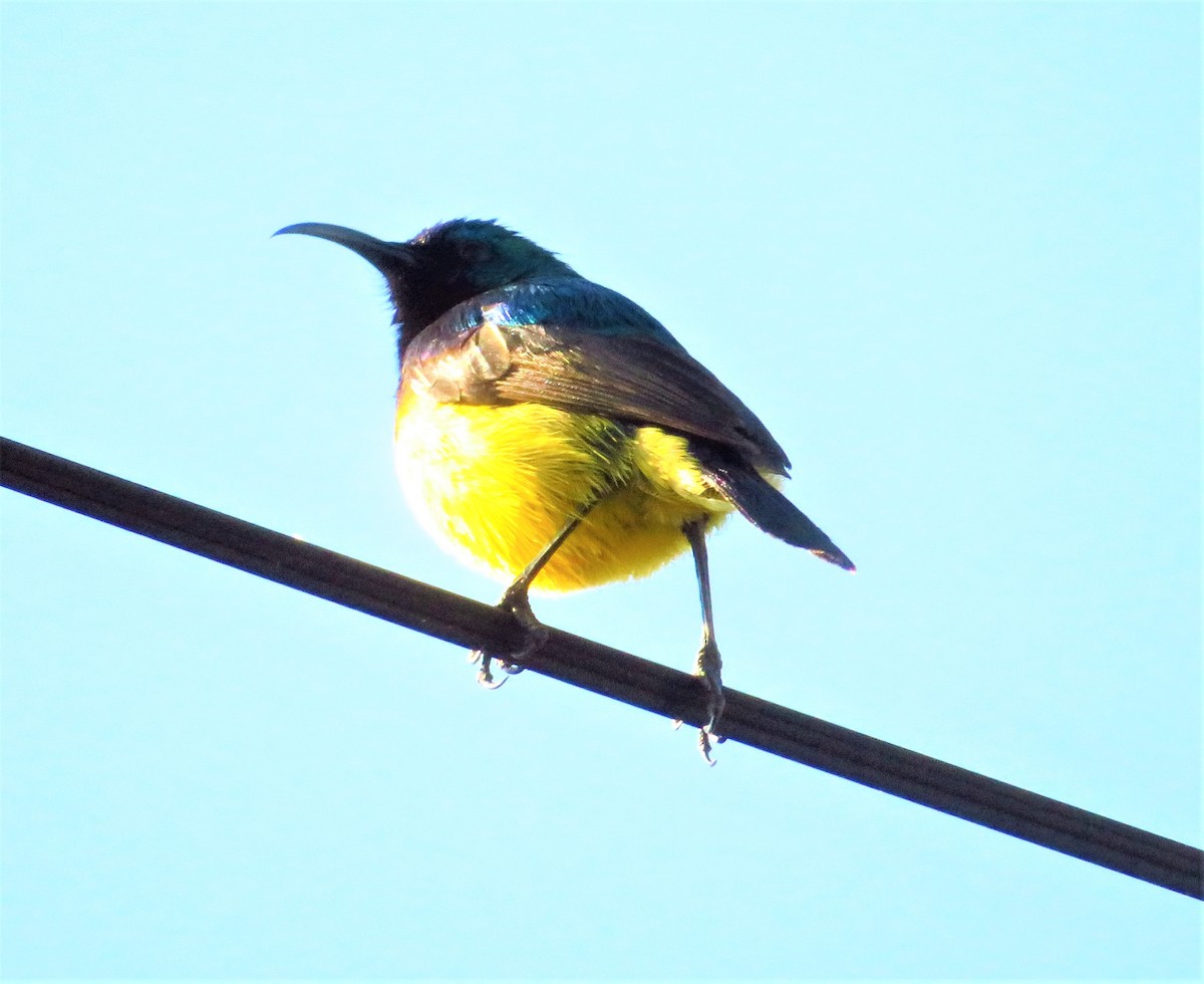 Variable Sunbird - ML471984211