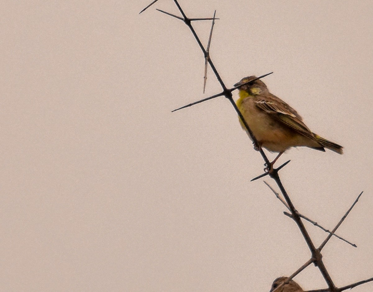 Lemon-breasted Seedeater - ML471984311