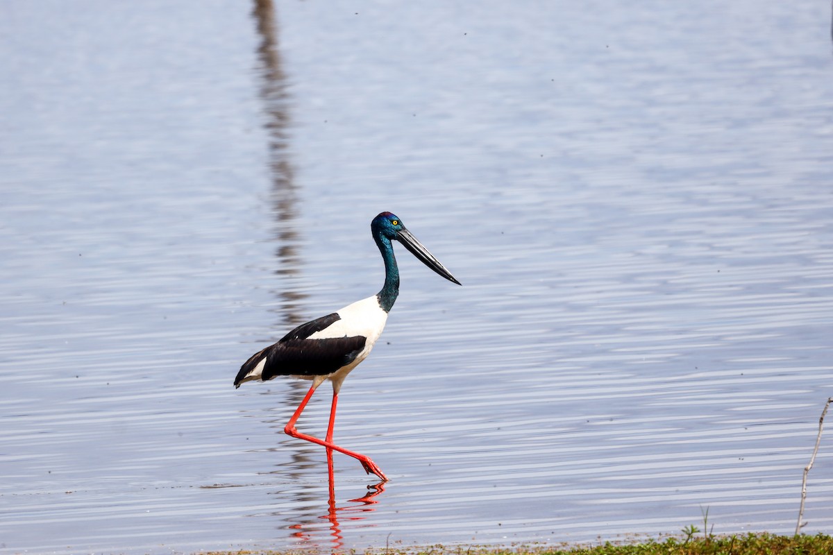 Black-necked Stork - ML471984401