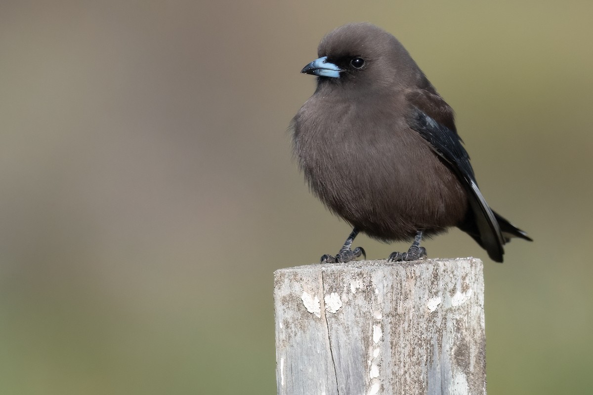 Dusky Woodswallow - ML471984451