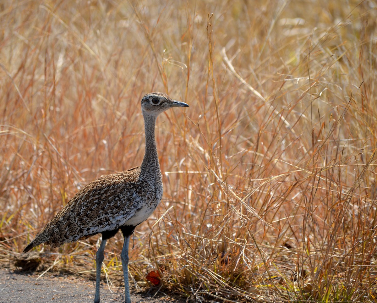 Red-crested Bustard - ML471984791