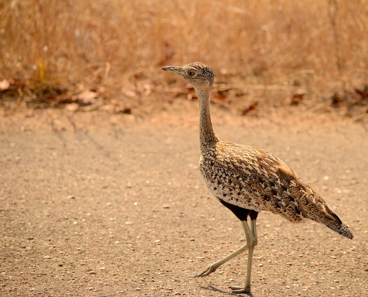 Red-crested Bustard - ML471984831