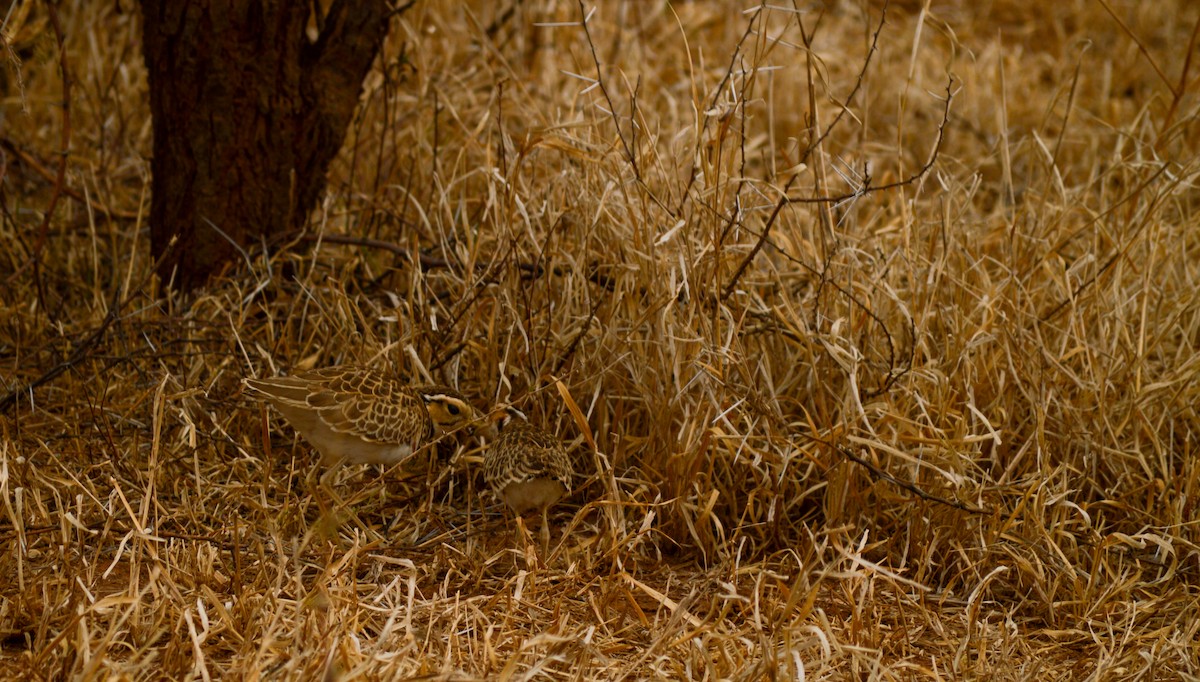 Three-banded Courser - ML471984851