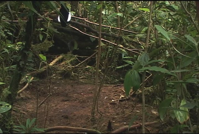 Carola's Parotia - ML471985