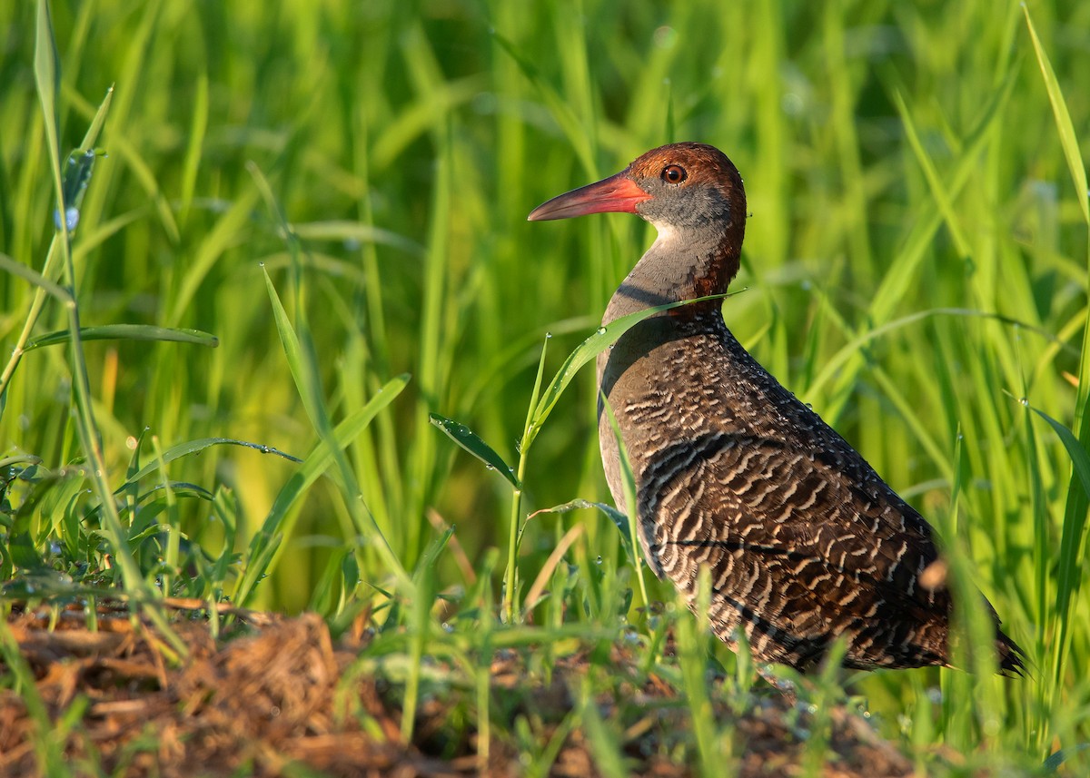 Slaty-breasted Rail - ML471985111