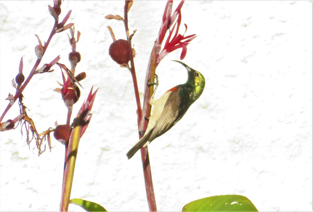Eastern Miombo Sunbird - G L