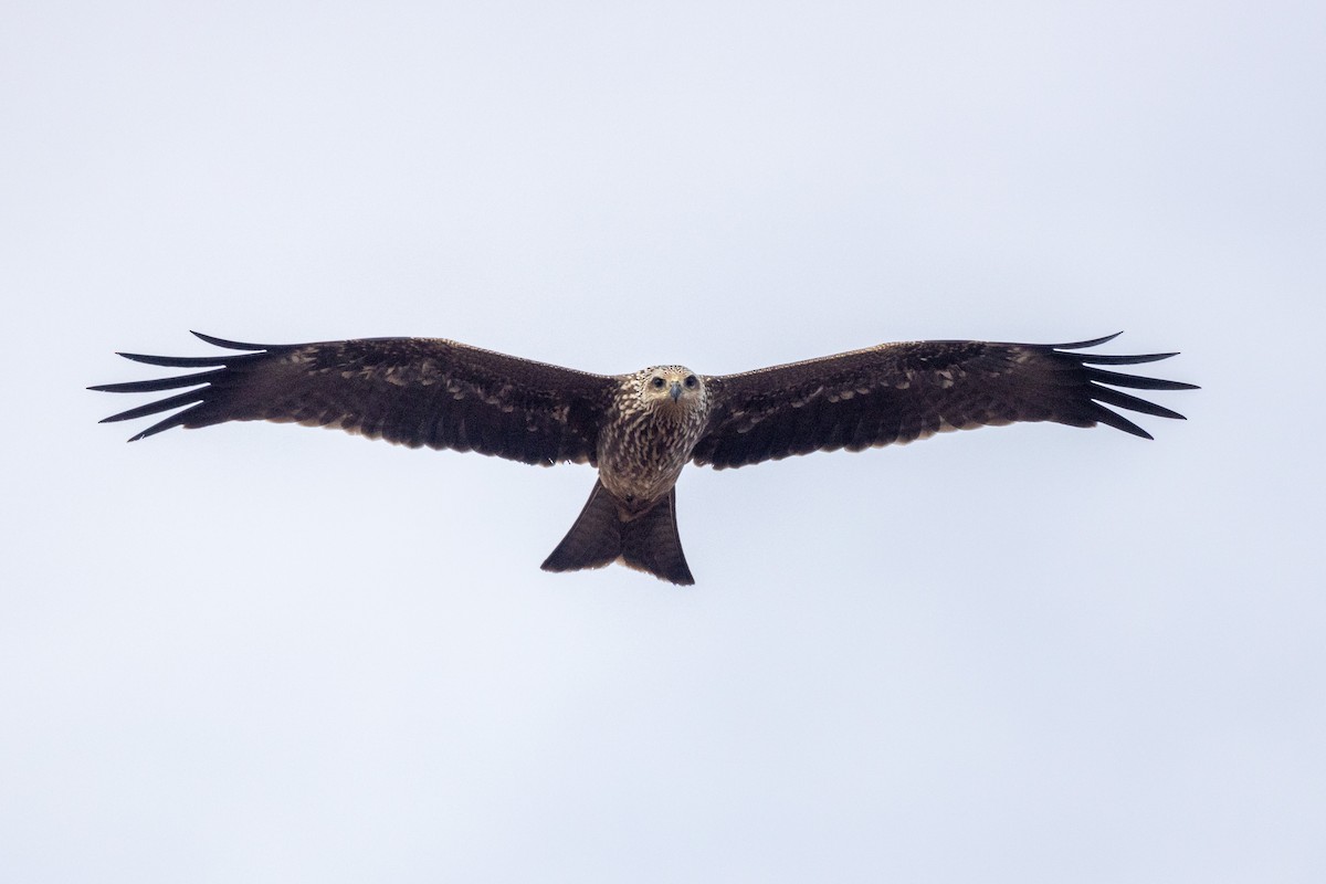 Black Kite - ML471985581