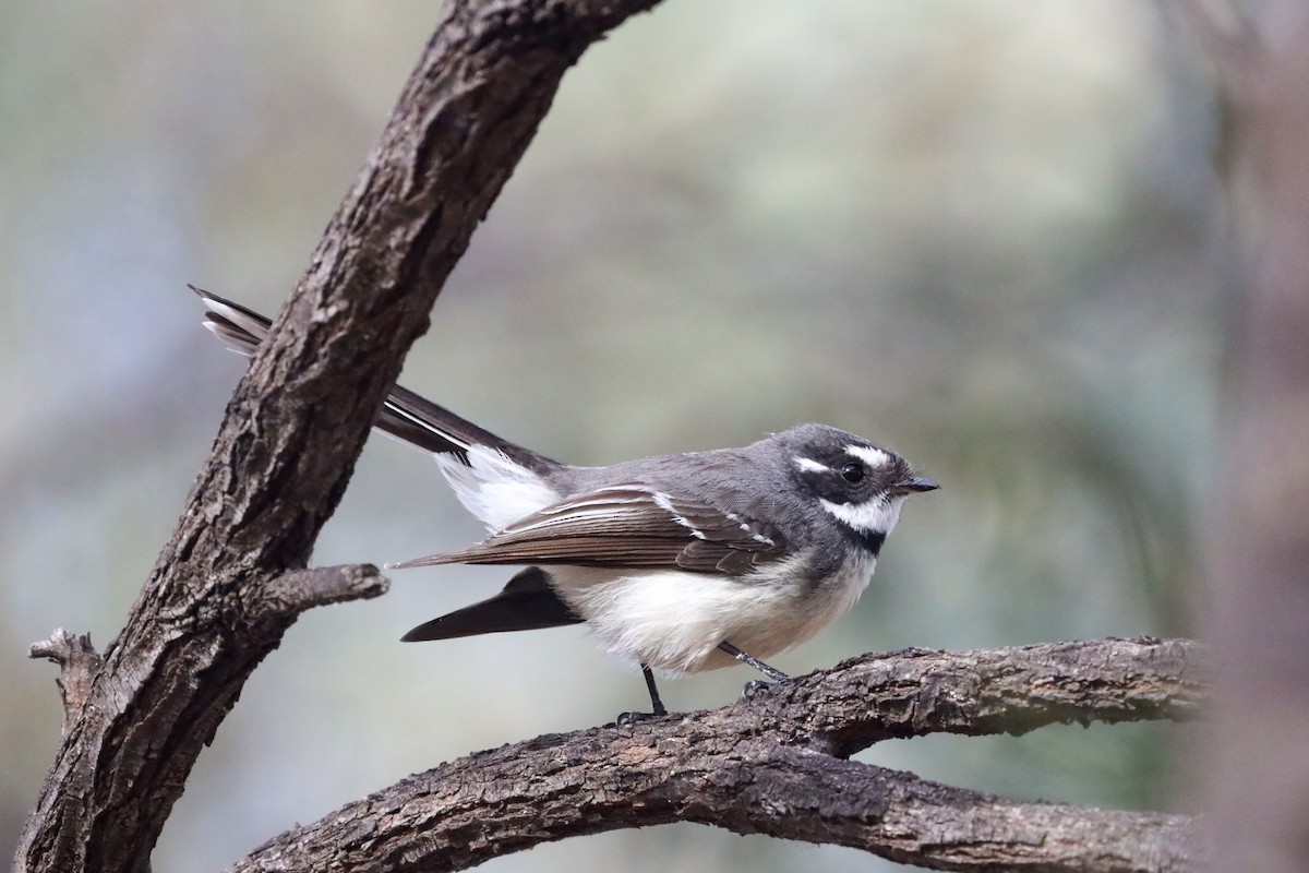 Gray Fantail - Richard and Margaret Alcorn