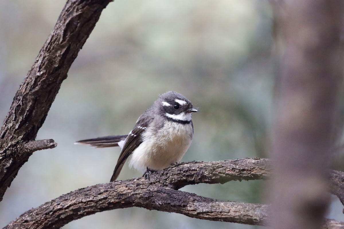 Gray Fantail - Richard and Margaret Alcorn