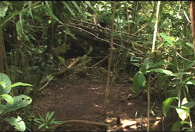 Carola's Parotia - ML471987