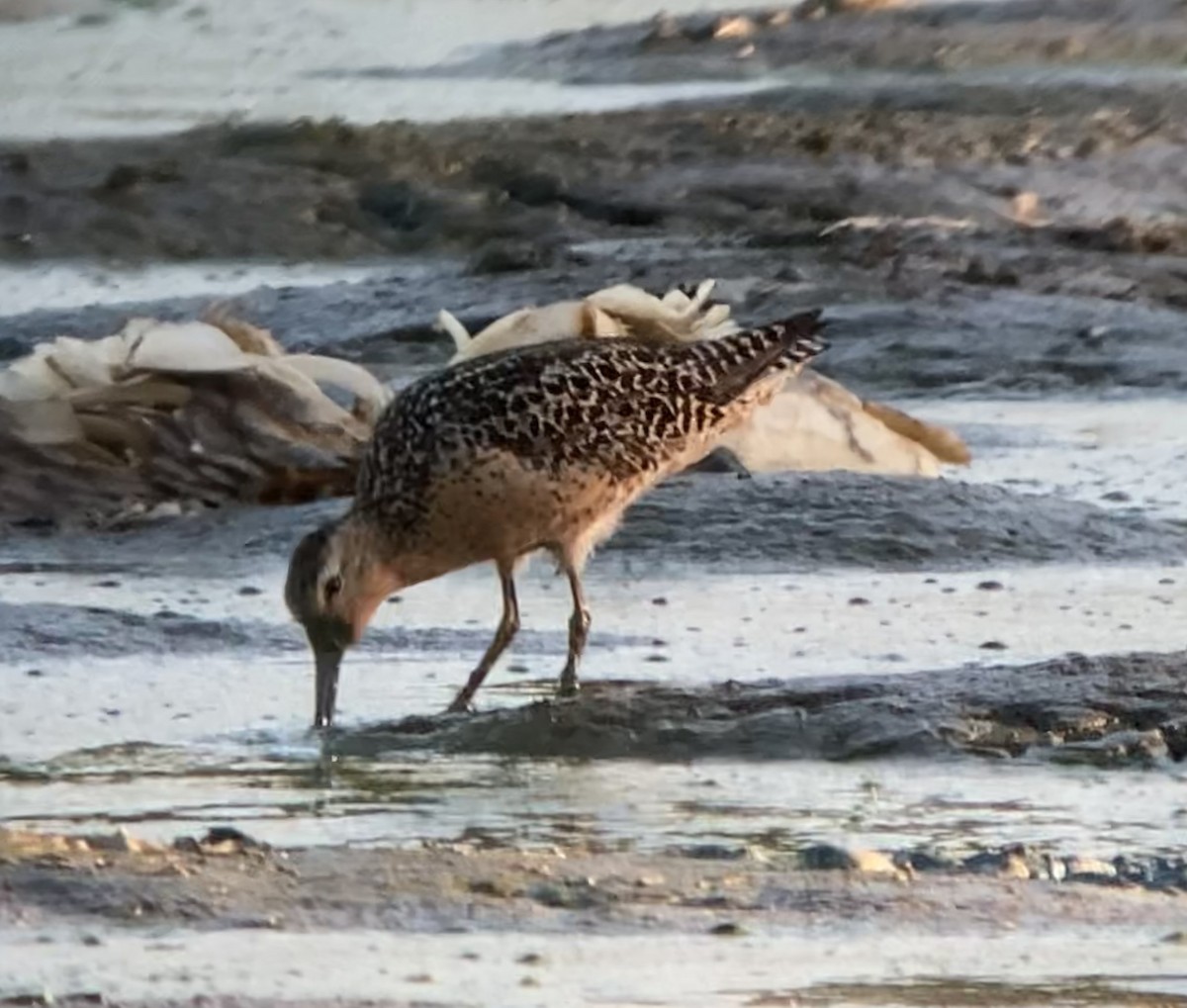 Short-billed Dowitcher (hendersoni) - Jonathan DeBalko