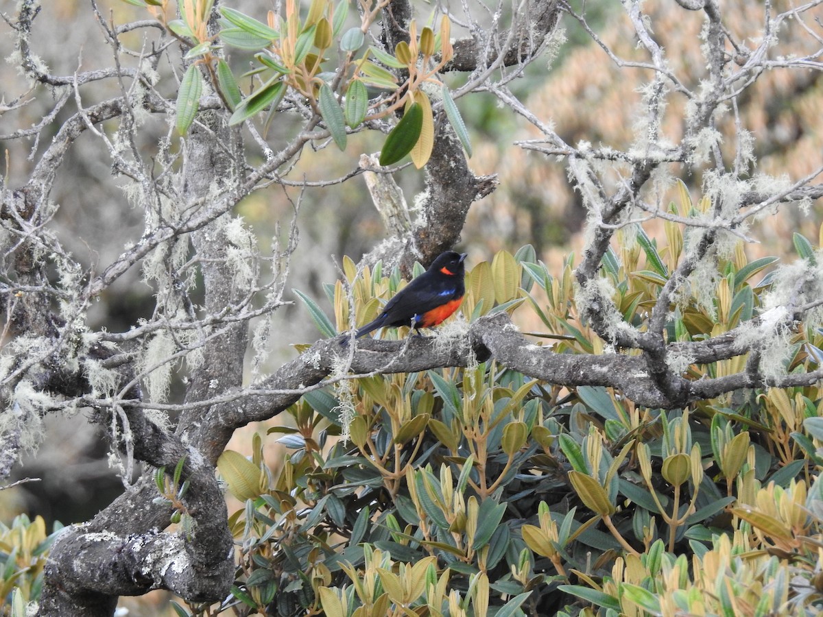 Scarlet-bellied Mountain Tanager - Mario Uribe