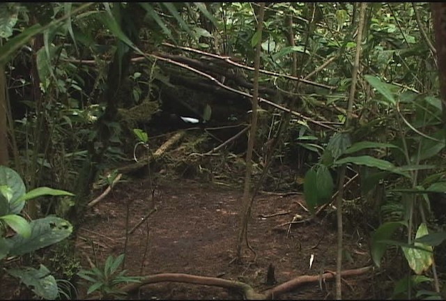 Carola's Parotia - ML471988