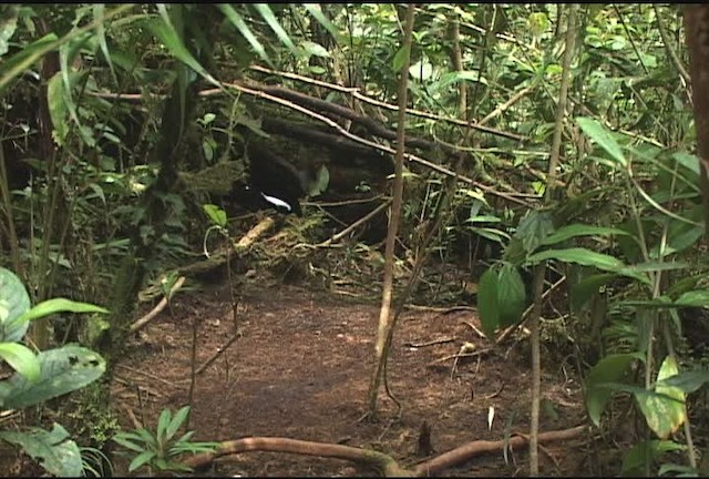 Carola's Parotia - ML471989