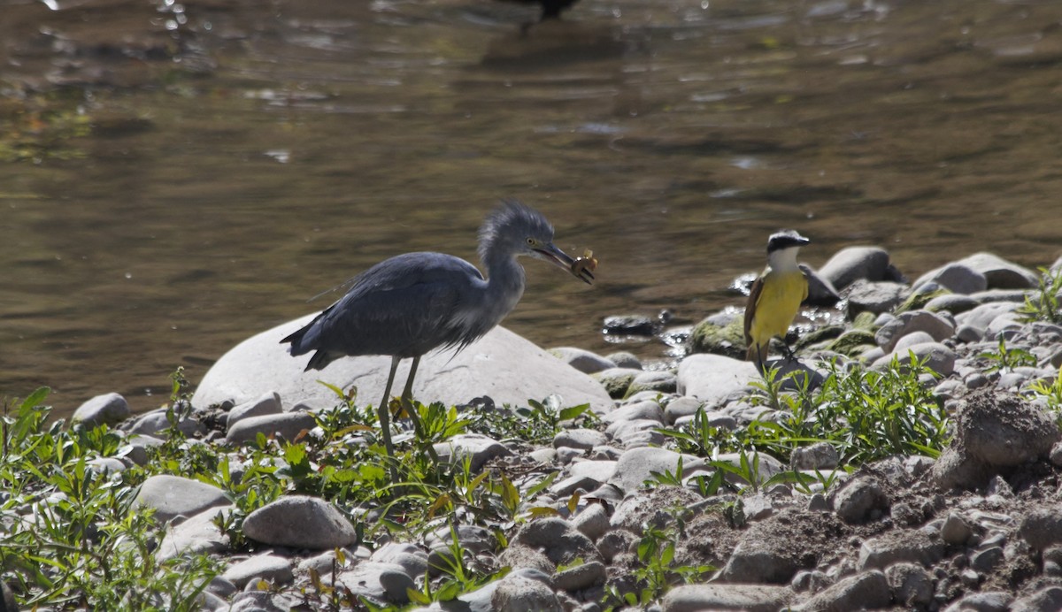 Little Blue Heron - ML471989551