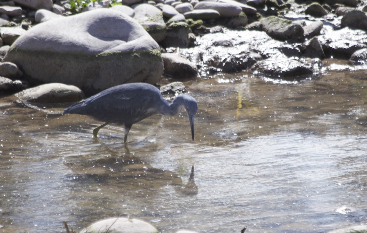 Little Blue Heron - ML471989581