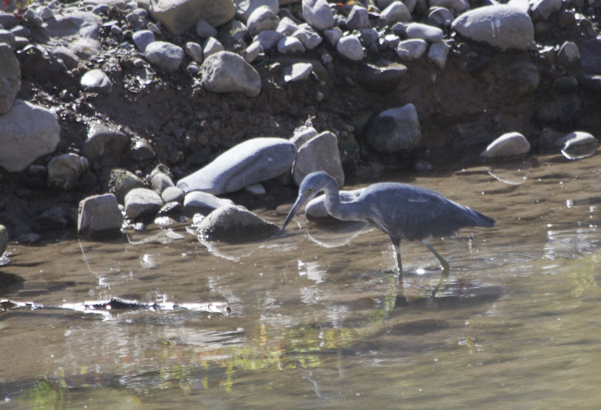 Little Blue Heron - ML471989631