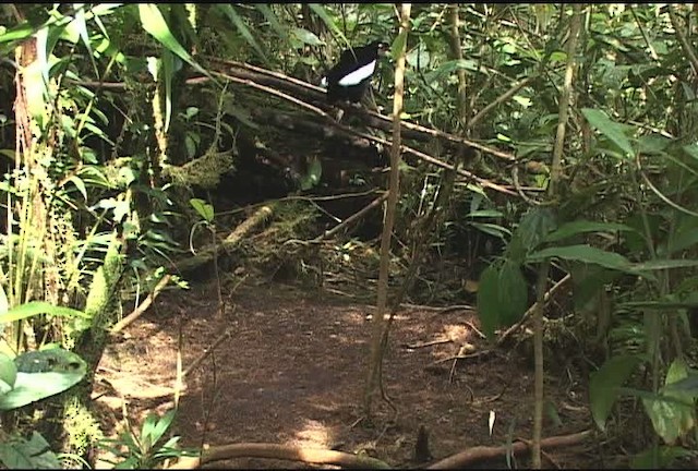 Carola's Parotia - ML471990