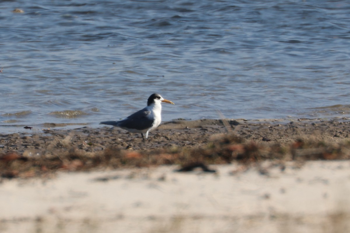 鳳頭燕鷗 - ML471991631