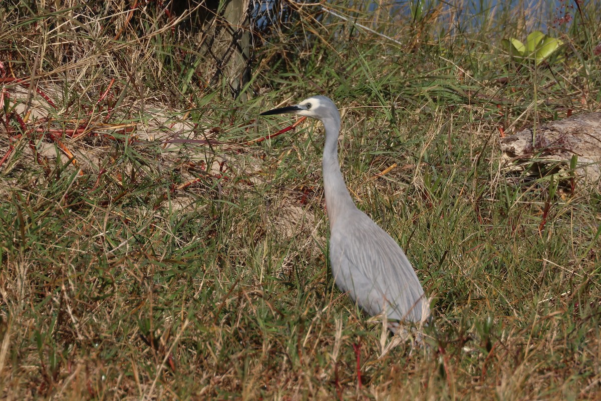 白臉鷺 - ML471991641