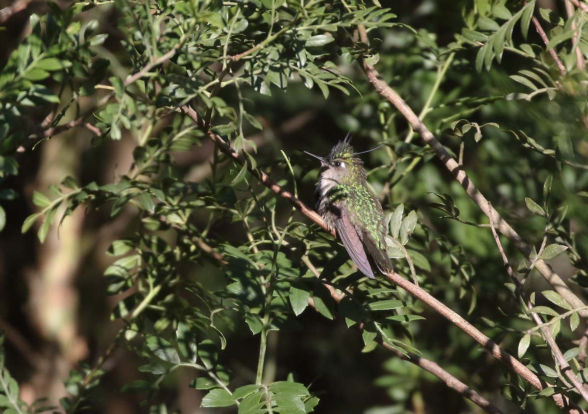 Colibrí Copetón Sureño - ML471991981