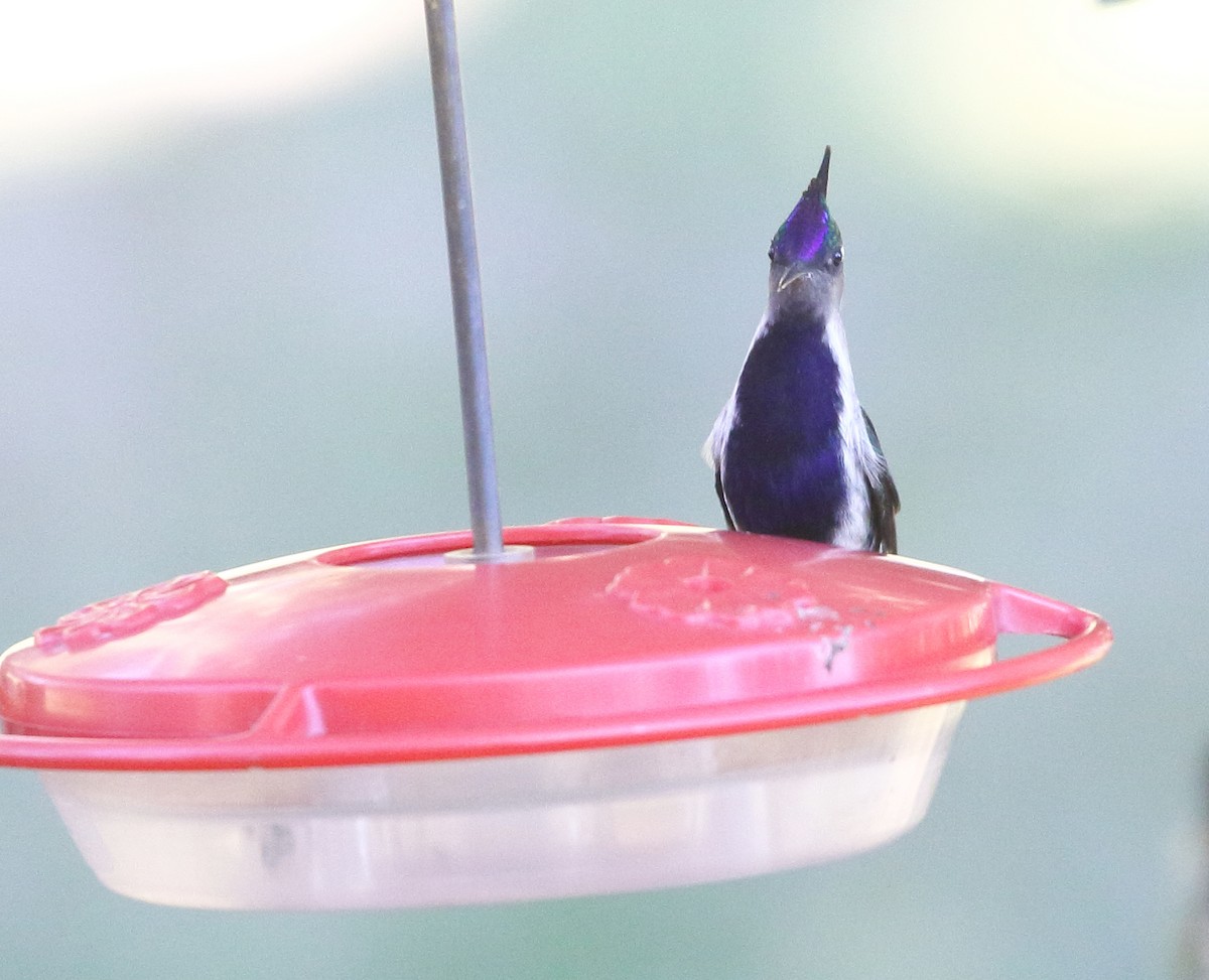 kolibřík paraguayský - ML471991991