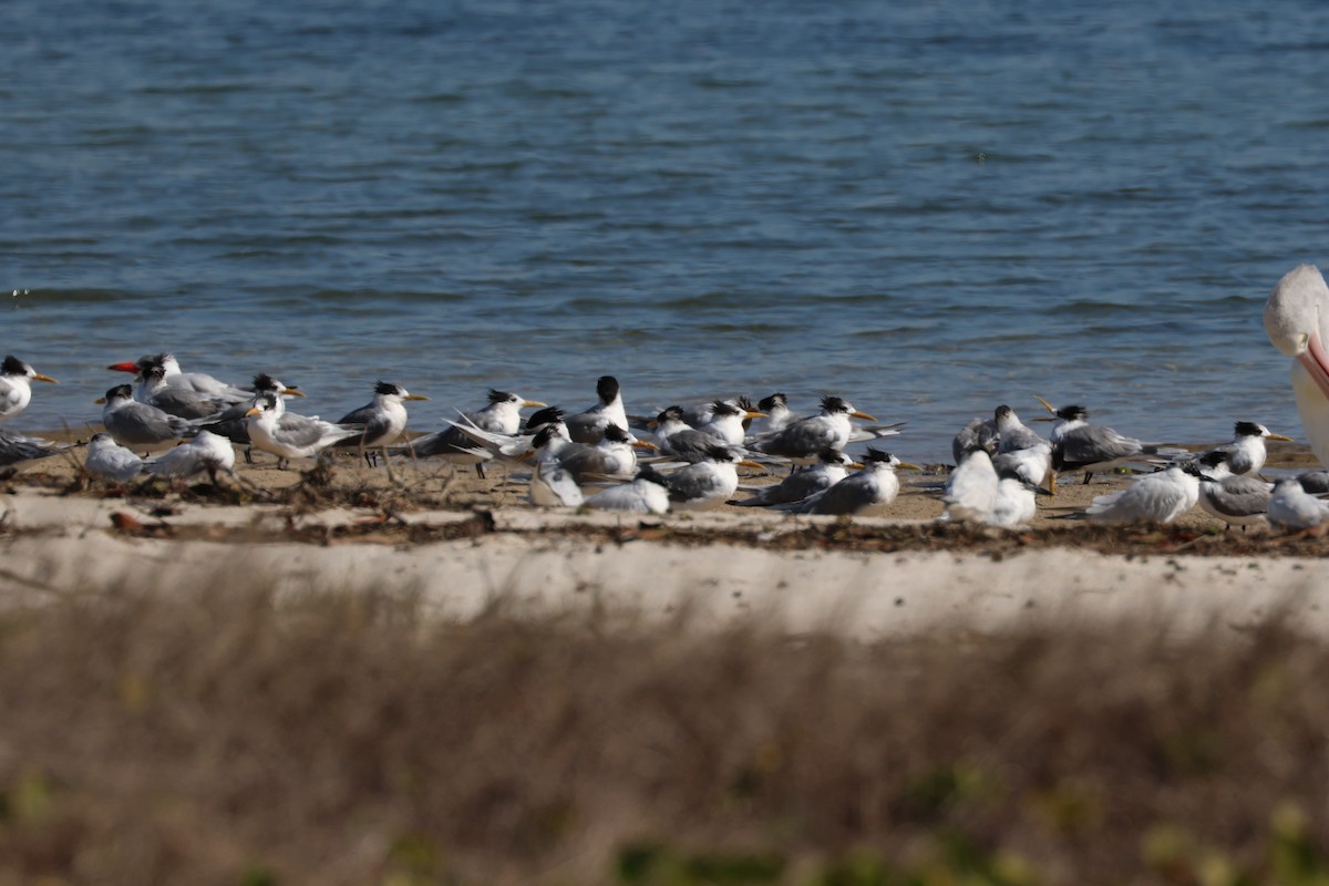 Great Crested Tern - ML471993641