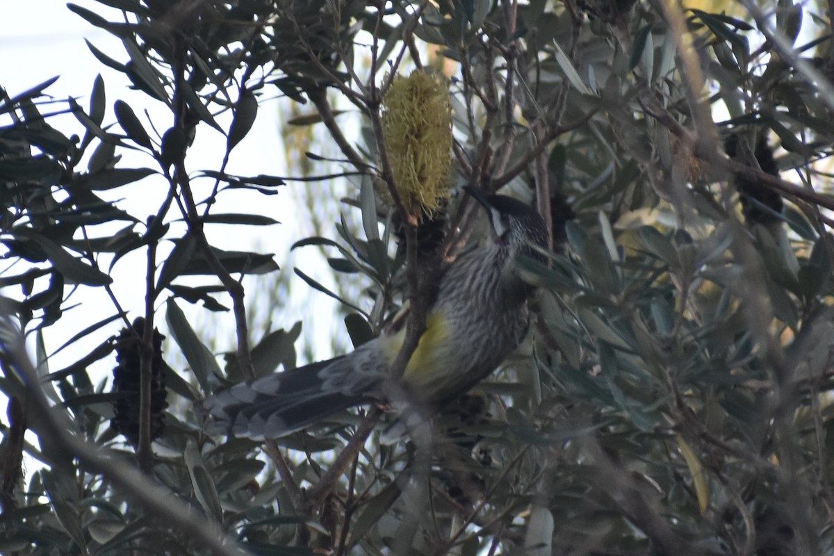 Red Wattlebird - ML471994151