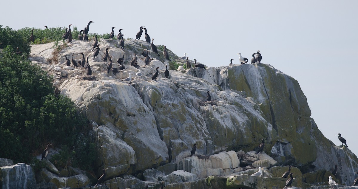 Great Cormorant - ML471994221