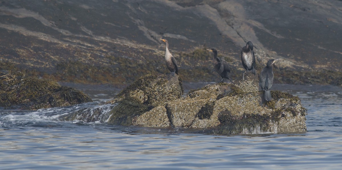 Great Cormorant - Alix d'Entremont