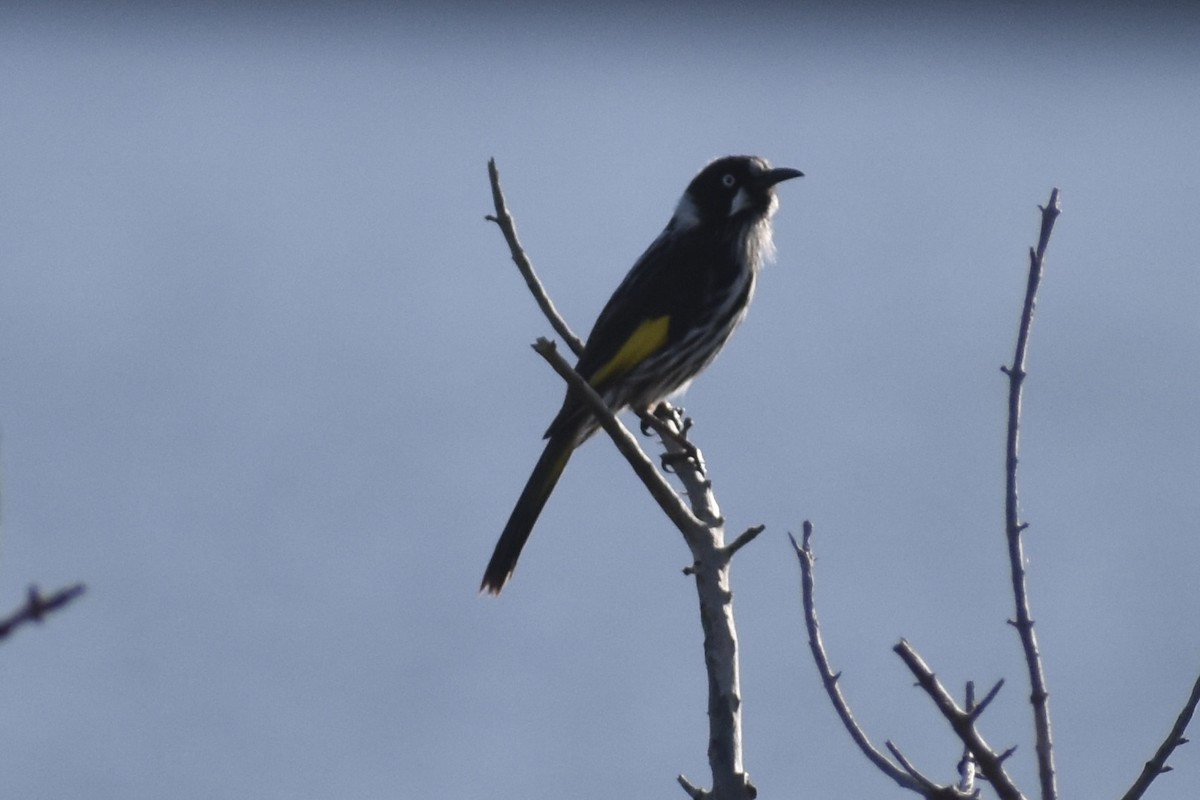 New Holland Honeyeater - ML471994281