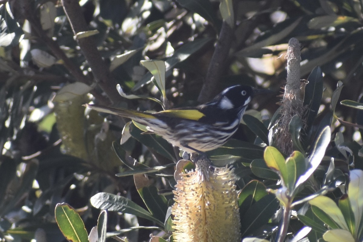 New Holland Honeyeater - ML471994291