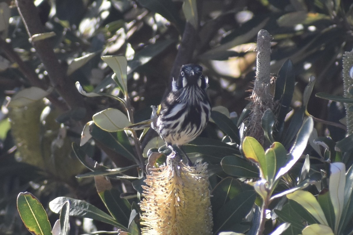 New Holland Honeyeater - ML471994301