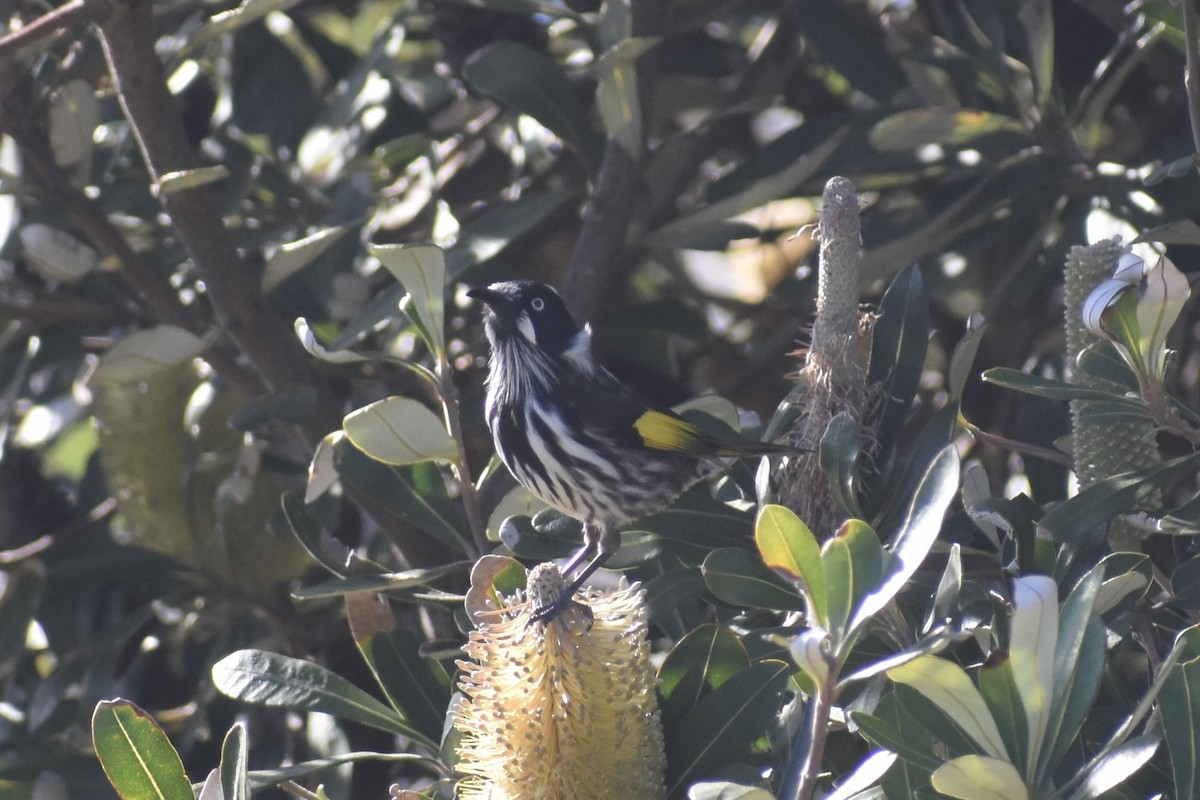 New Holland Honeyeater - ML471994311