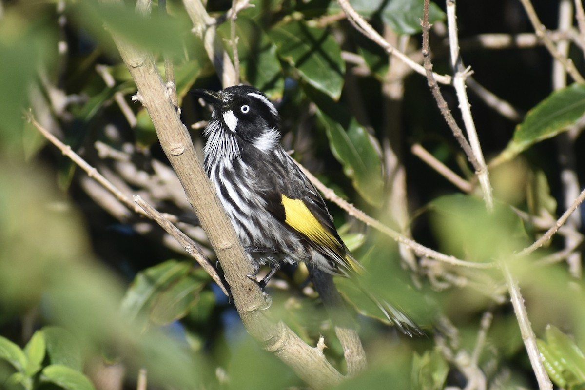 New Holland Honeyeater - ML471994321