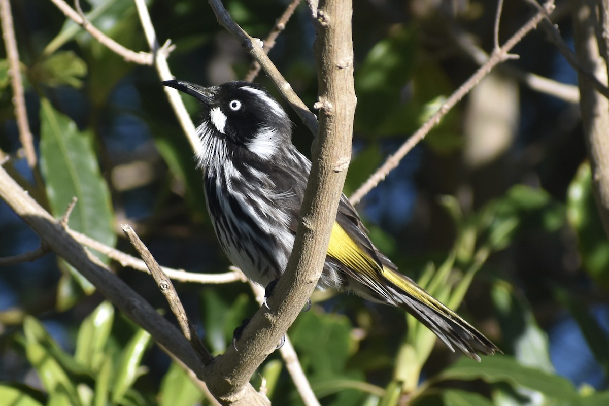 New Holland Honeyeater - ML471994331