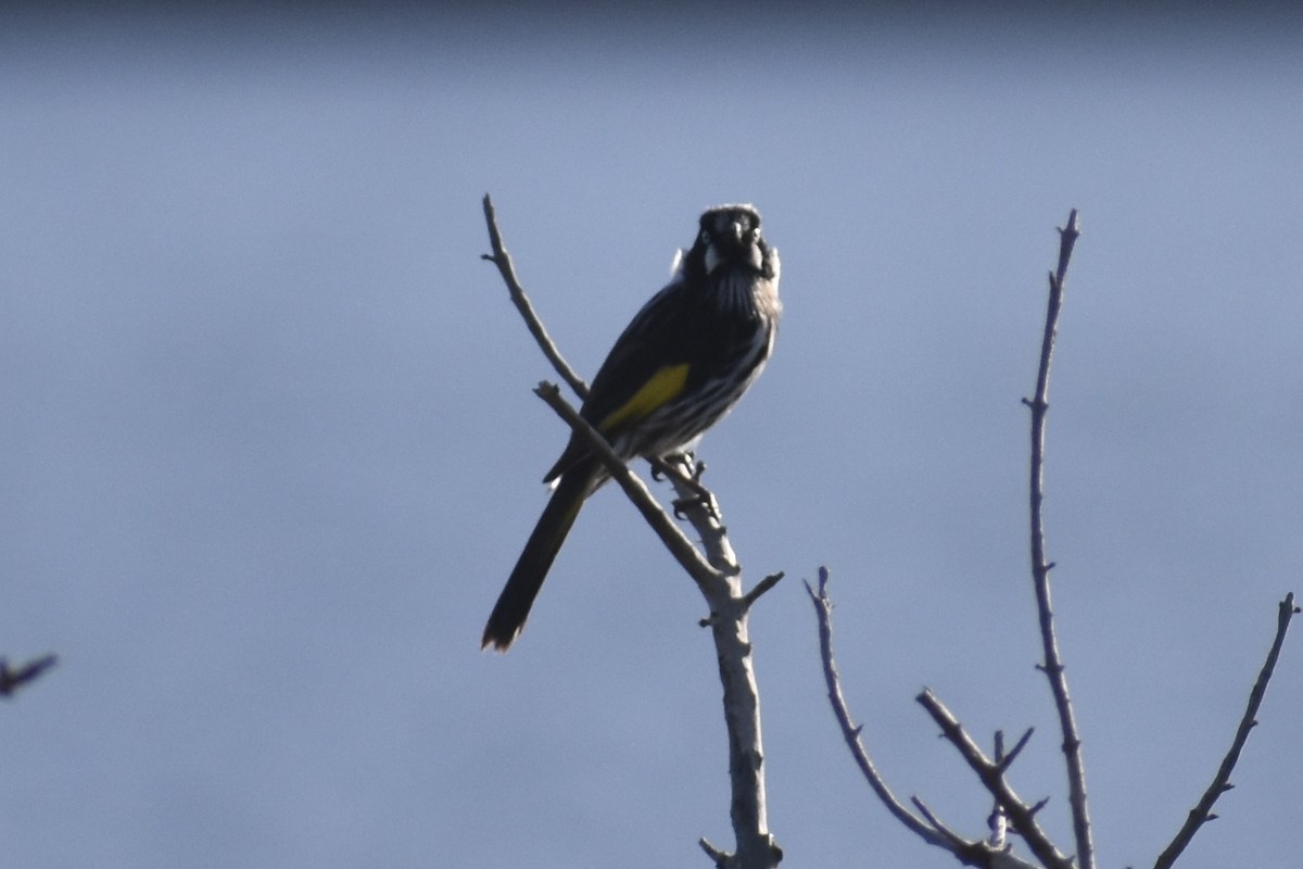 New Holland Honeyeater - ML471994341