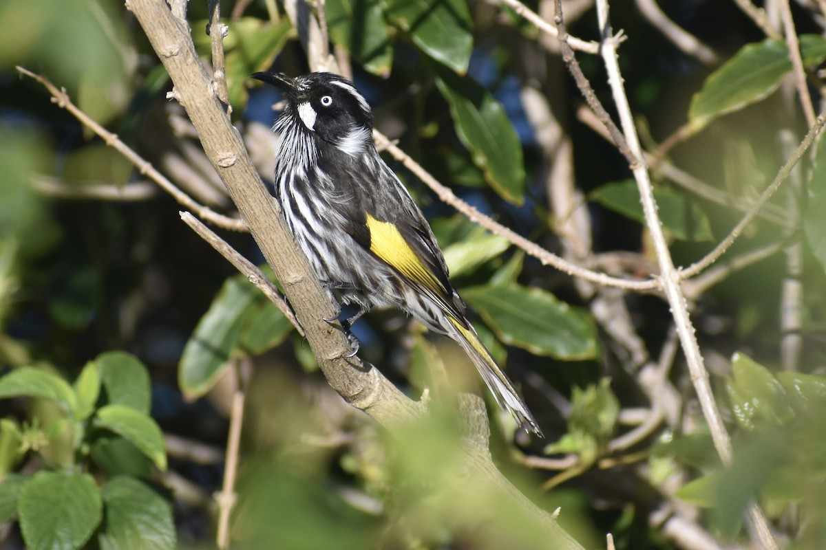 New Holland Honeyeater - ML471994351