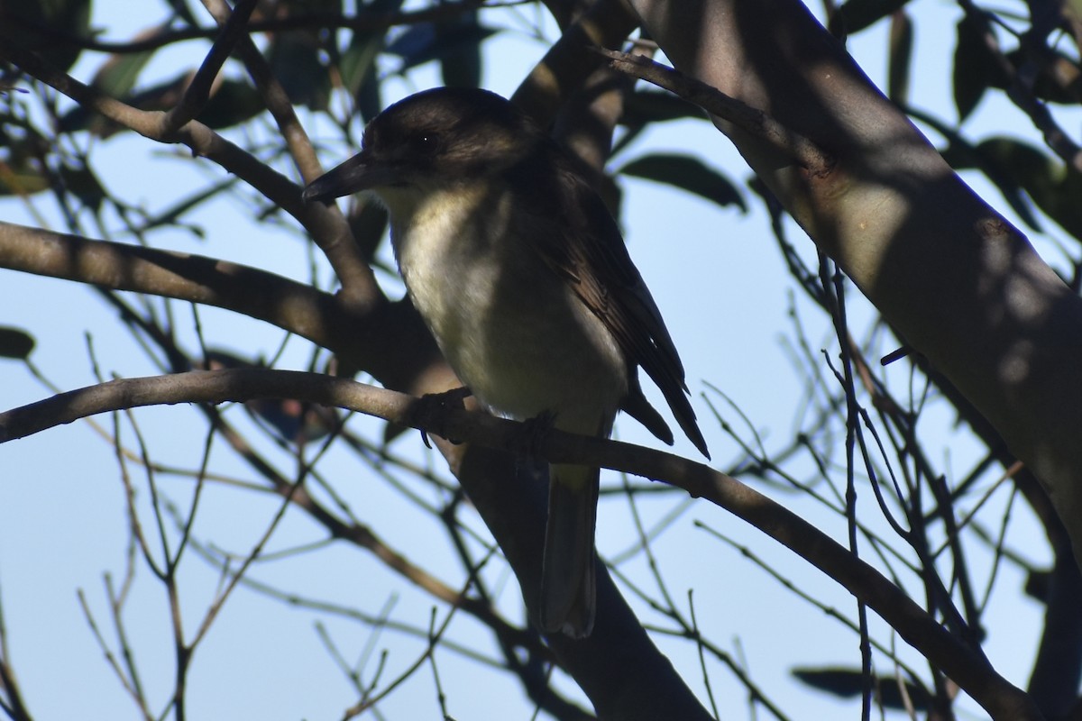 Gray Butcherbird - ML471994421