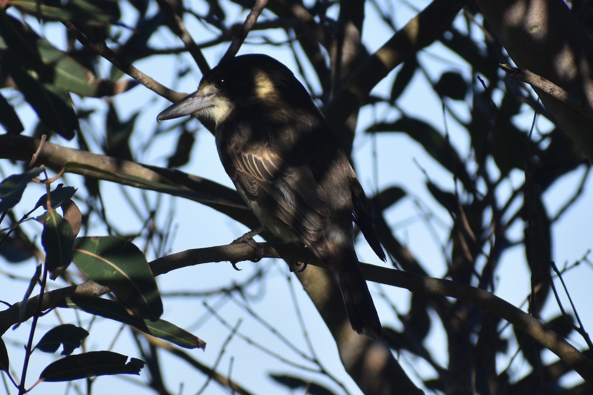 Gray Butcherbird - ML471994441