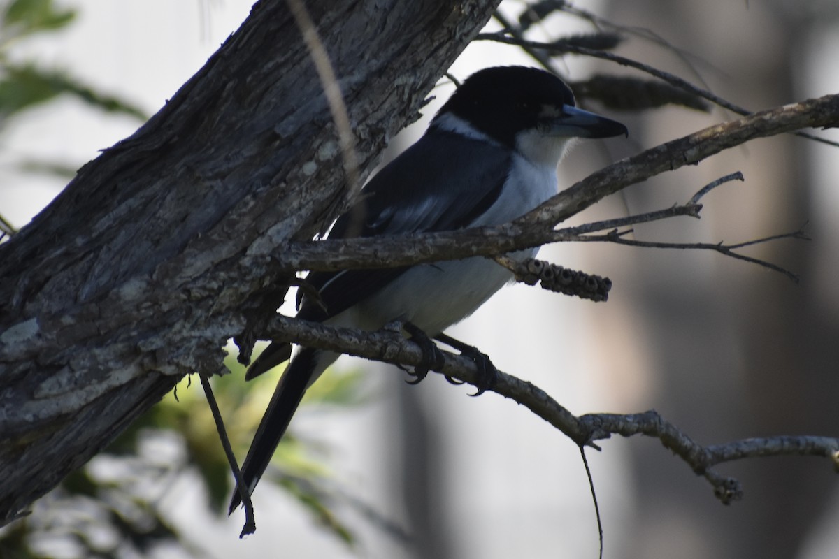 Gray Butcherbird - ML471994461