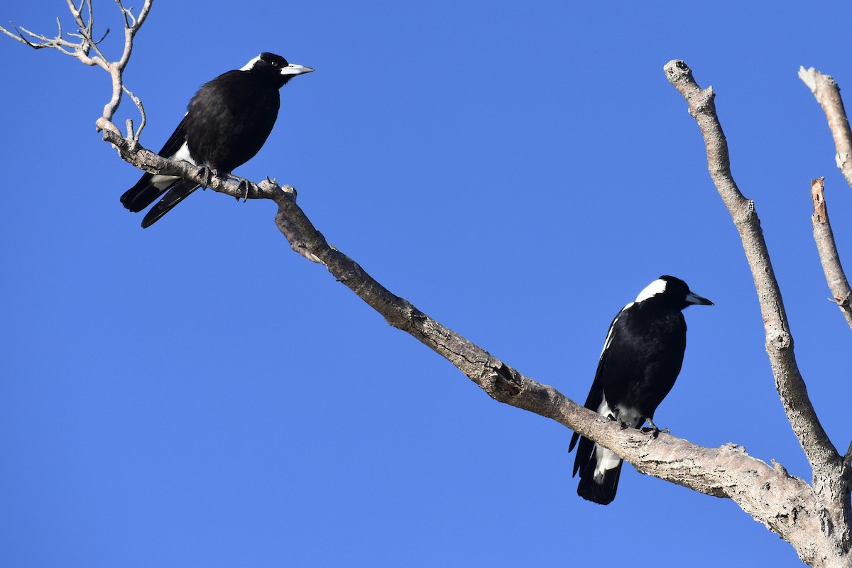 Australian Magpie - ML471994521