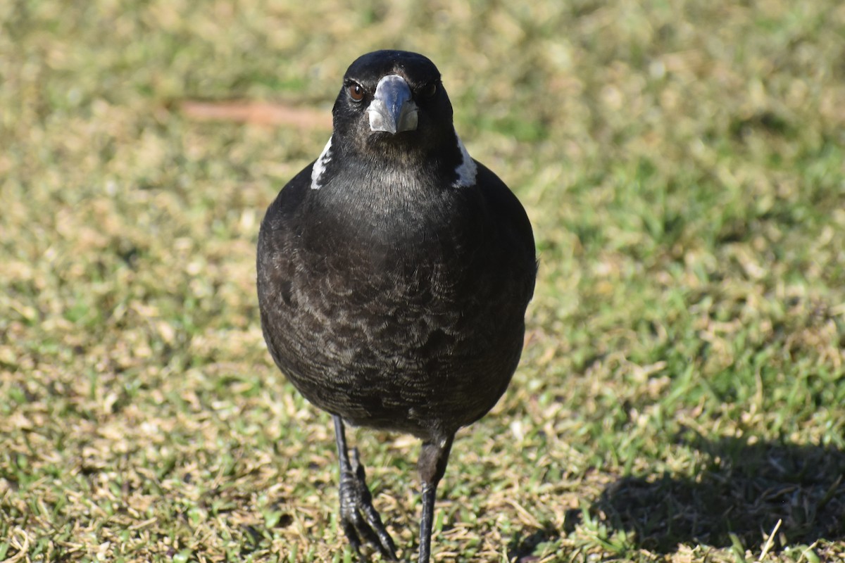 Australian Magpie - ML471994531