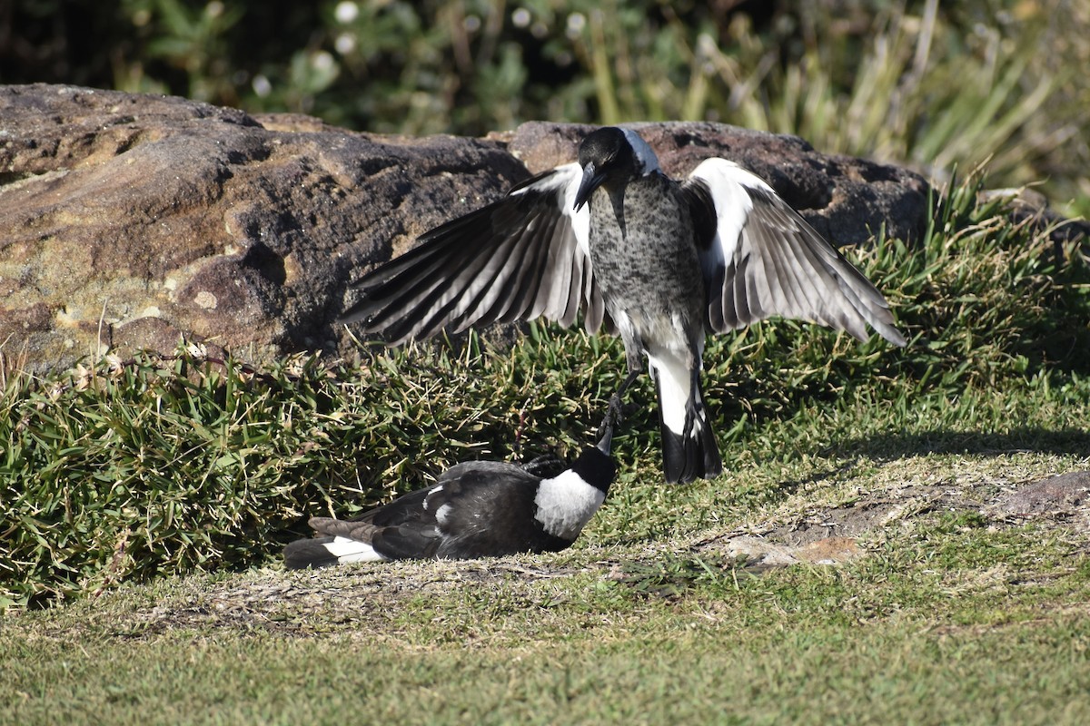 Australian Magpie - ML471994541