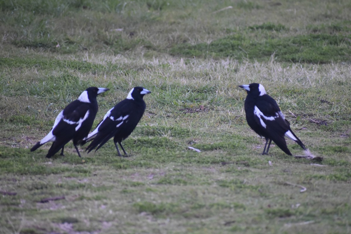 Australian Magpie - ML471994551