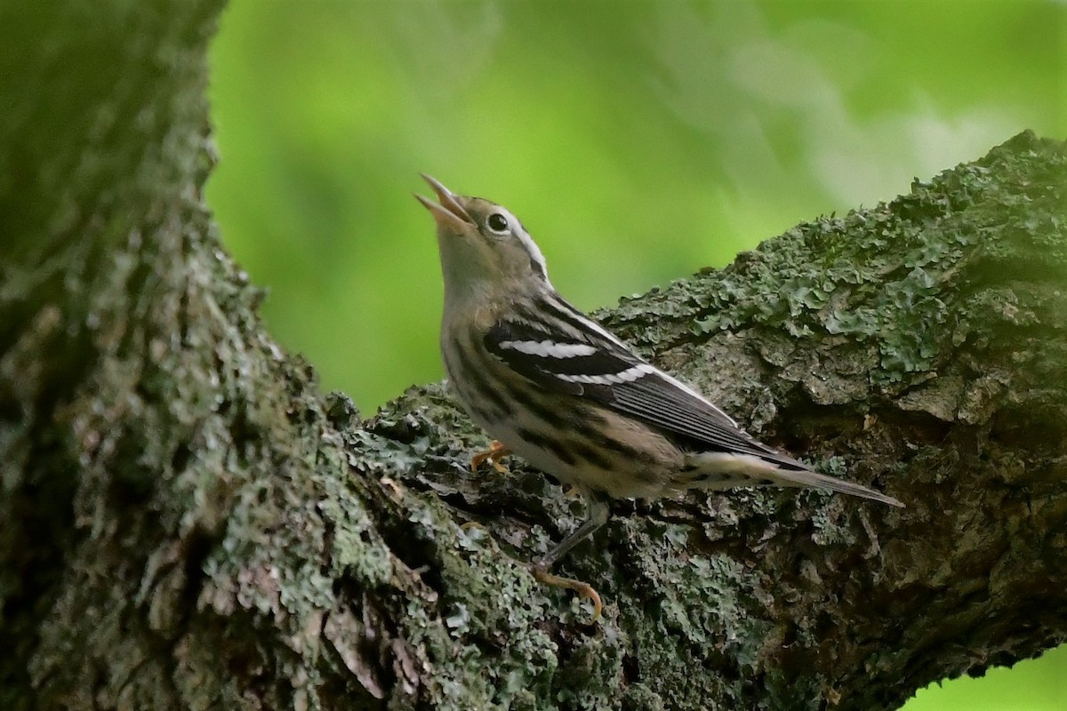 Black-and-white Warbler - Winston Poon