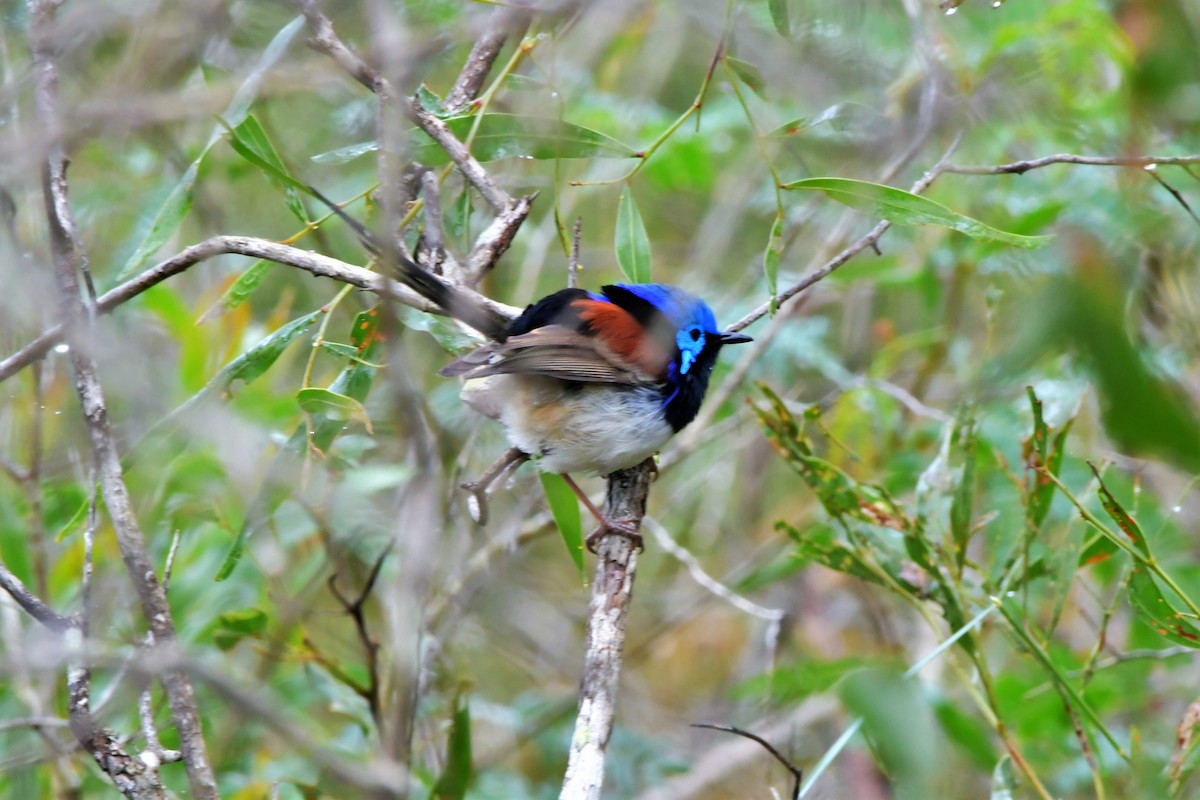 Variegated Fairywren - ML471996051