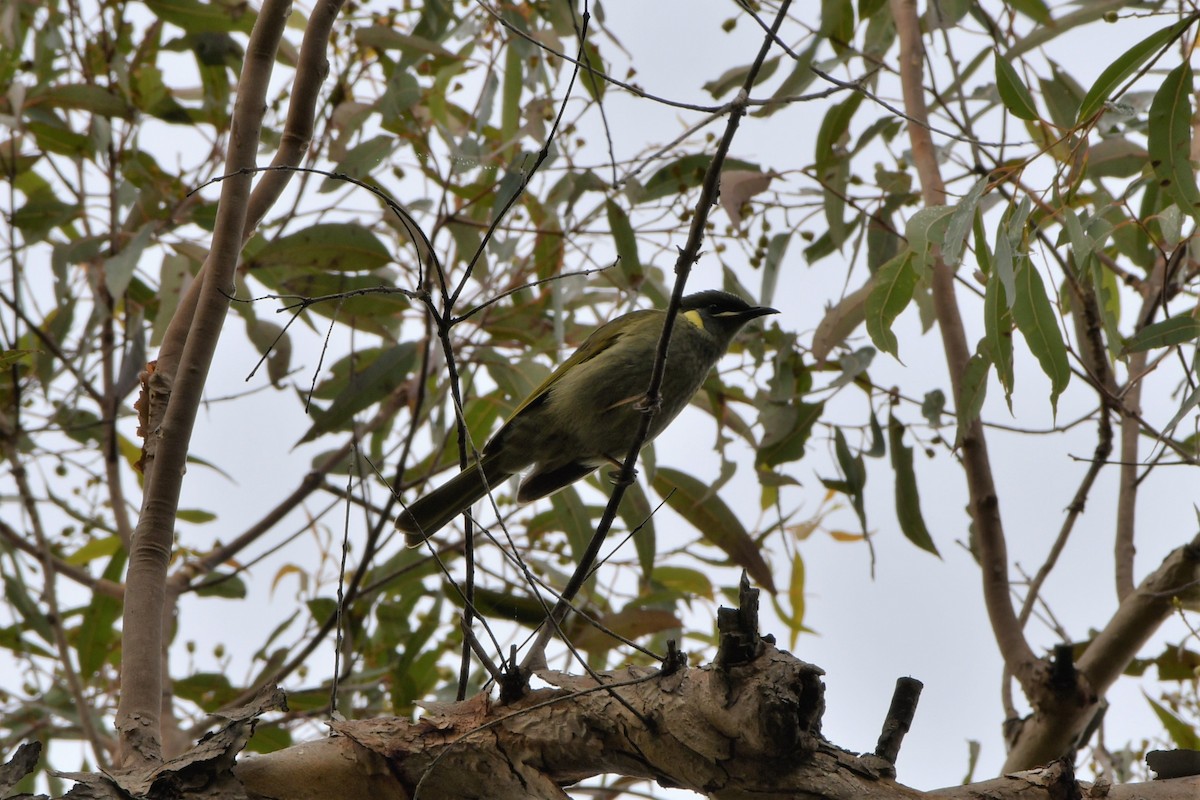 Lewin's Honeyeater - ML471996071
