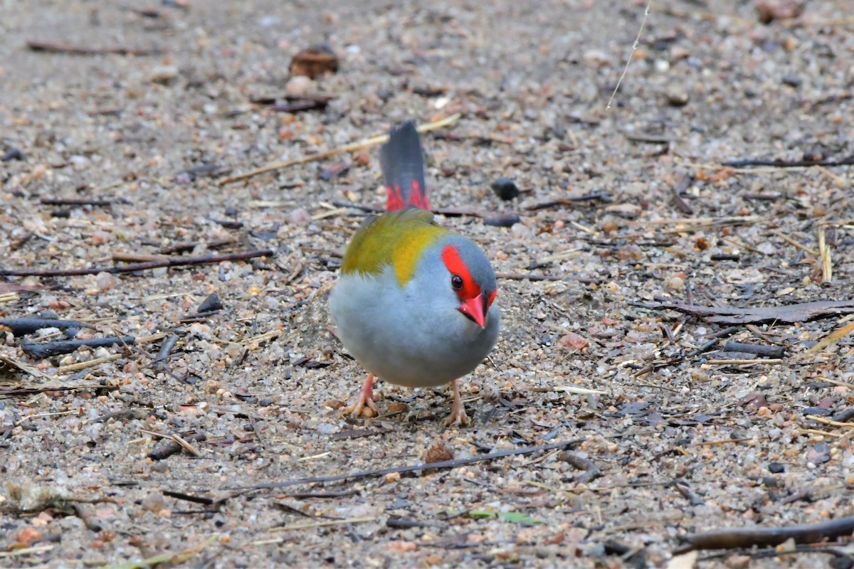 Red-browed Firetail - ML471996091